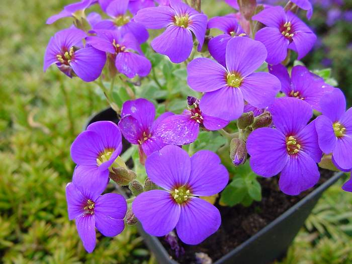 Aubrite Aubrieta