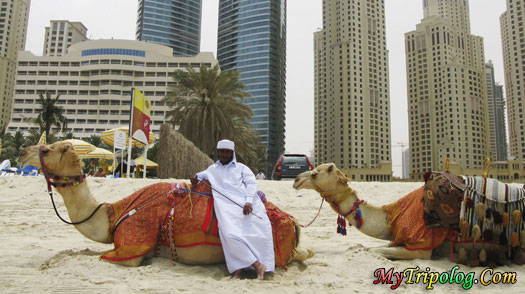 அழகிய துபாய் பாகம் 03. Dubai_oasis_beach-camel-uae