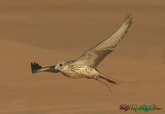 அழகிய துபாய் பாகம் 03. Falcon-dubai-uae-desert