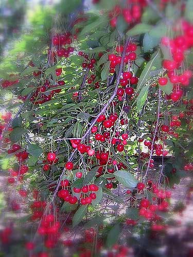 الدنيا صيف والحر شديد Cherries-in-winter-2833