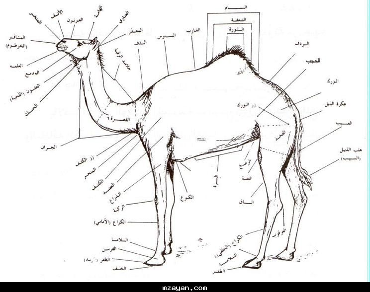 الجمل _ بحث كامل مع الصور 63_178943614ea34a51d