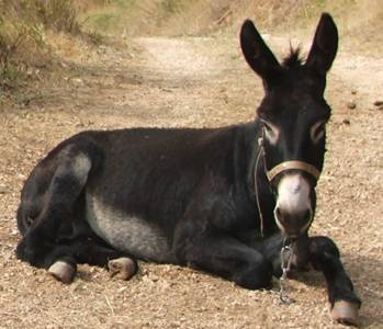 Ist schon witzig... - Seite 5 Donkey