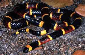 موسوعه عالم الثعابين Coralsnake