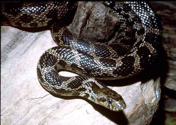 عالم الحيوانات الزاحفة 13 Foxsnake