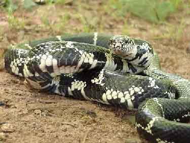 موسوعه عالم الثعابين Kingsnake