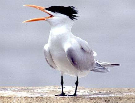 Tern Little-tern-07