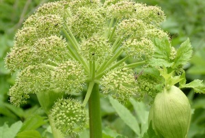 Anđelika (Angelica archangelica) An%C4%91elika