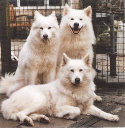 welke honden Image005