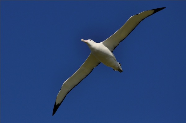 Jeu Alacon - Page 4 Le-pLus-Grand-Oiseau-Volant