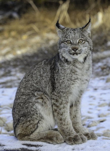 Busco personajes para un libro Lince-canadiense1