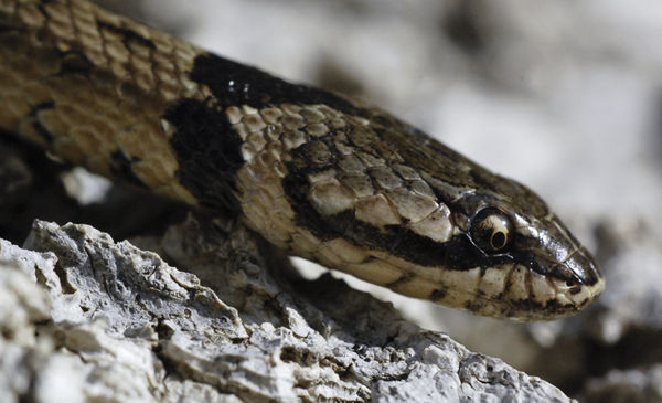 Las 5 serpientes venenosas de España Macroprotodon-brevis