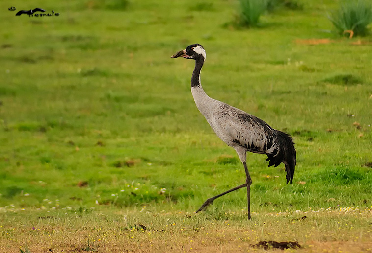 Grulla chunga Grulla-chunga