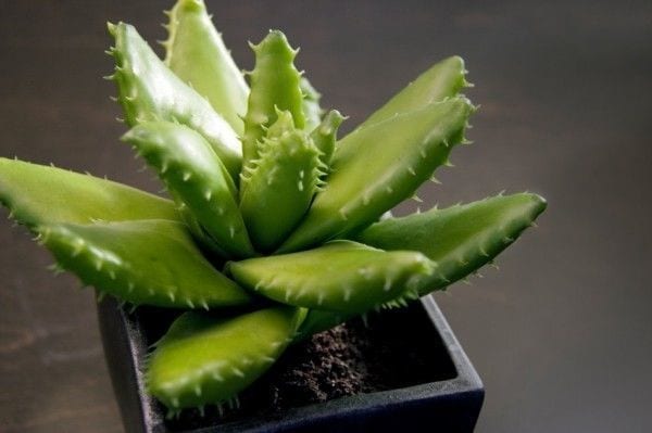 12 Healing Herbs You Need to Grow in Your Medicinal Garden Aloe-vera-plant-600x399