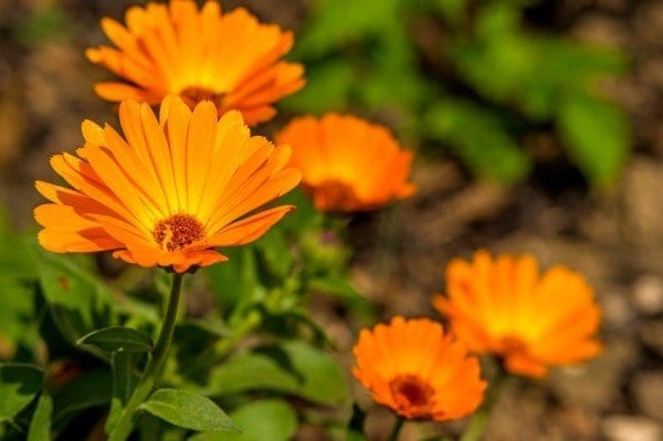 12 Healing Herbs You Need to Grow in Your Medicinal Garden Pot-marigold-600x399