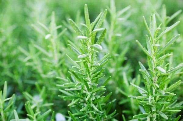 12 Healing Herbs You Need to Grow in Your Medicinal Garden Rosemary-plant-600x399