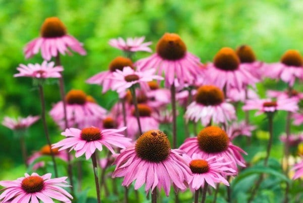 12 Healing Herbs You Need to Grow in Your Medicinal Garden Echinacea-600x402