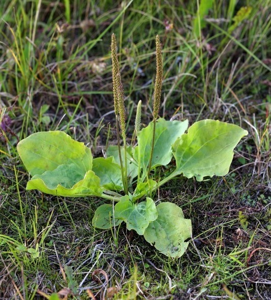 Do Not Kill This Weed! It’s One Of The Best Healing Herbs On The Planet Plantain-cropped