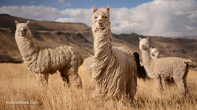  Peru Weird weather events: unusual cold in Peru kills 200,000 alpacas while Norway gets hit with tropical storm that "you only normally see in the jungle" Alpaca-Andes-Mountains-Peru