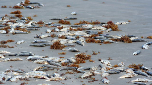 52% of the world’s animals have died off in just four decades Dead-Fish-Mass-Death-Sea-Ocean