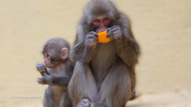 Monkeys discovered to use complex grammatical structures in their language Monkey-Food