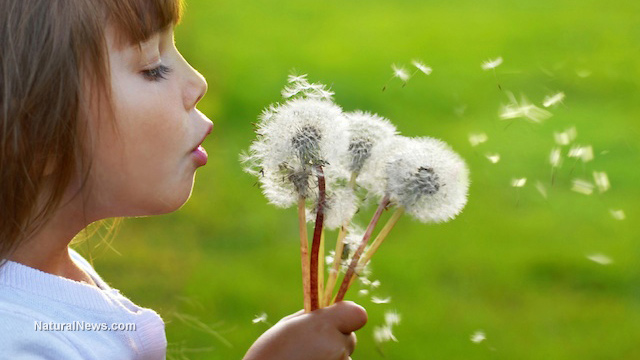 Dandelion root far more effective in fighting cancer cells than chemotherapy Girl-Dandelion-Healthy