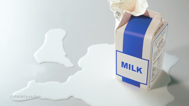 Processed milk is BAD for your bones - we've all been 'white-washed' Spilt-Milk-Carton