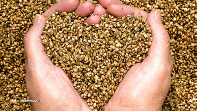 Why everyone should be eating more hempseed Heart-Hands-Hemp-Seeds