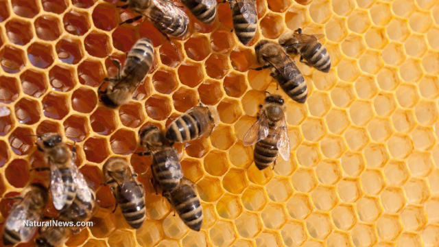  EPA EPA knew pesticides were killing honeybees in the 1970s but punished those who spoke out Bees-Hive-Honey-Comb