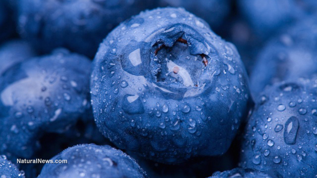  blueberries Are blueberries good for weight loss? Blueberries-Fresh