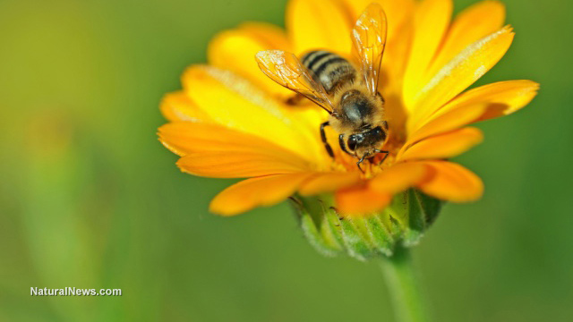 Wild bees, butterflies and other pollinators are on the path to extinction if we don't stop poisoning them Honey-Bee-On-Flower-Pollin