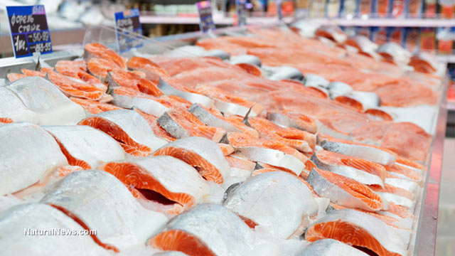 Oregon passes mandatory GMO labeling bill for transgenic salmon Salmon-Fillets-Meat-Seafood