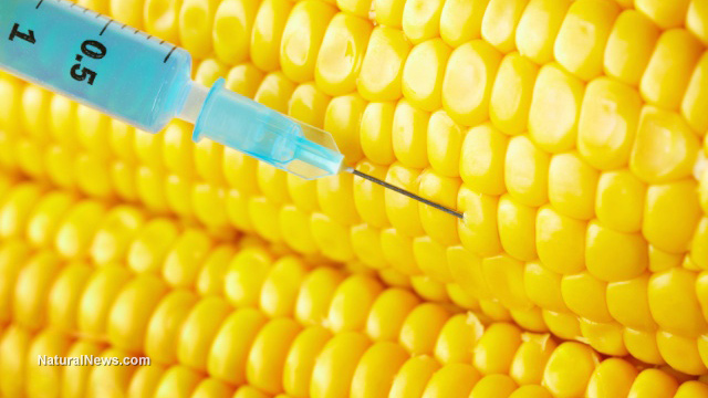  biotech Biotech study claims GMOs completely safe for mammals - study took place over the course of just three months GMO-Needle-Corn-Inject-Closeup