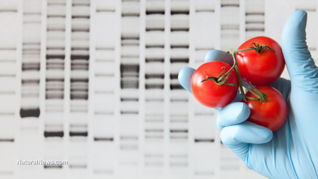  health Rhode Island lawmakers introduce GMO labeling legislation Tomatoes-Gmo