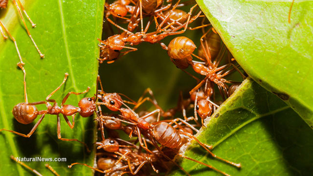  health 10 natural, easy ways to deal with ant infestations Ant-Swarm-Leaf