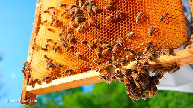 World's most heavily used pesticide set to wipe bees off the face of the earth, leading to mass human starvation Bees-Honeycomb-Hive