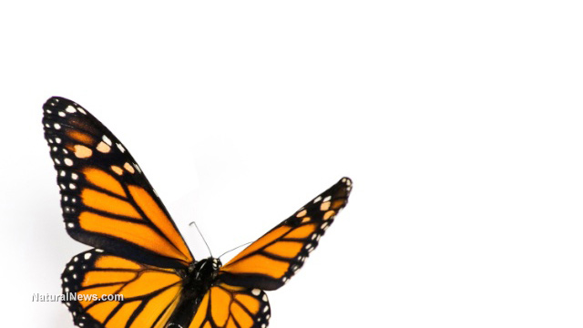  health 52 Congress members sign letter warning of GMOs killing monarch butterflies Butterfly-Wings-Fly