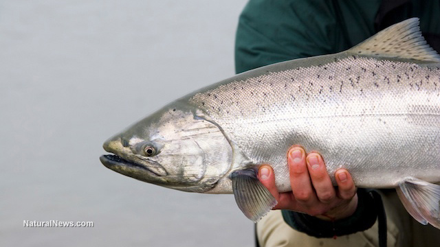  salmon California governor bans commercial GM salmon production Man-Holding-Fish-Salmon-Seafood