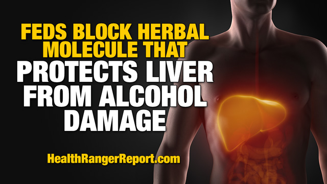 Feds try to suppress herbal molecule that makes your liver nearly 'bulletproof' against alcohol damage Feds-Block-Herbal-Molecule-Protects-Liver-Alcohol-Damage