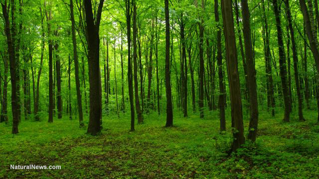 Critical environmental collapse: Hundreds of millions of trees are dying in North America Forest-Trees-Nature-30