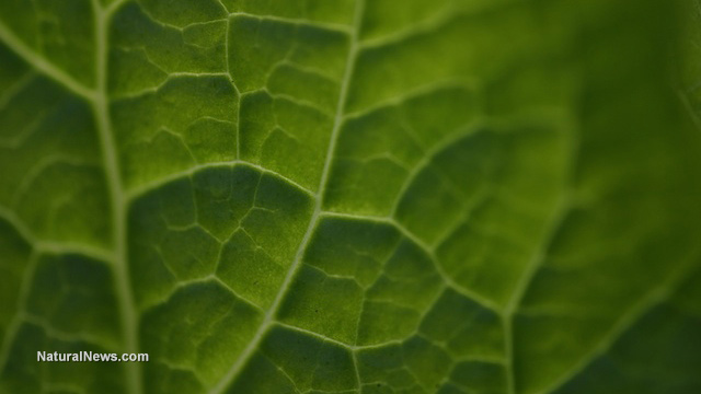 Mother Nature's nanotechnology: Oak leaf turned into functioning battery Green-Leaf-Close-Up