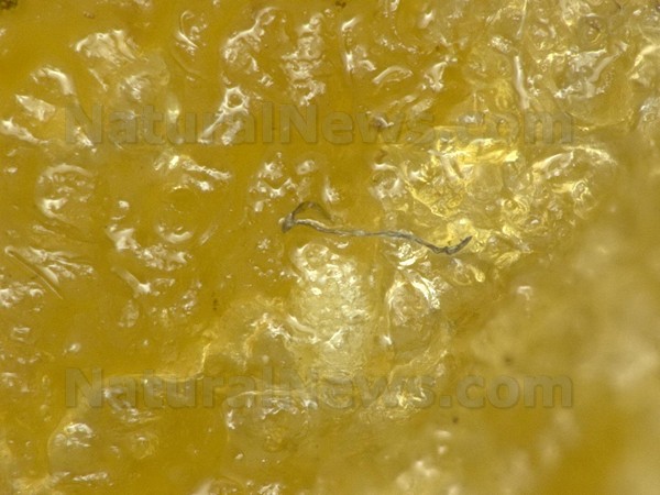  	 More Chicken McNugget 'strange fiber' photos released by Natural News Forensic Food Labs  Chicken-McNugget-Fibers01