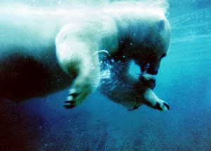 Global warming computer models collapse Polar-bear-swimming-arctic