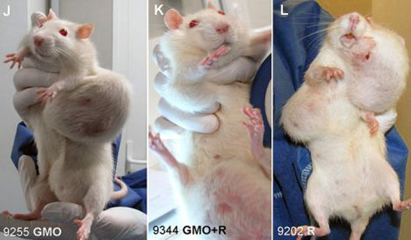 Santé bien être nutrition environnement / Health - Page 5 Rat-Tumor-Monsanto-GMO-Cancer-Study-3-Wide