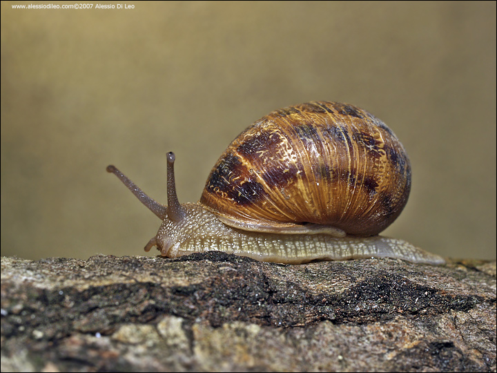 L'enciclopedia fotografica degli animali Lumaca.jpg_200752818024_Lumaca