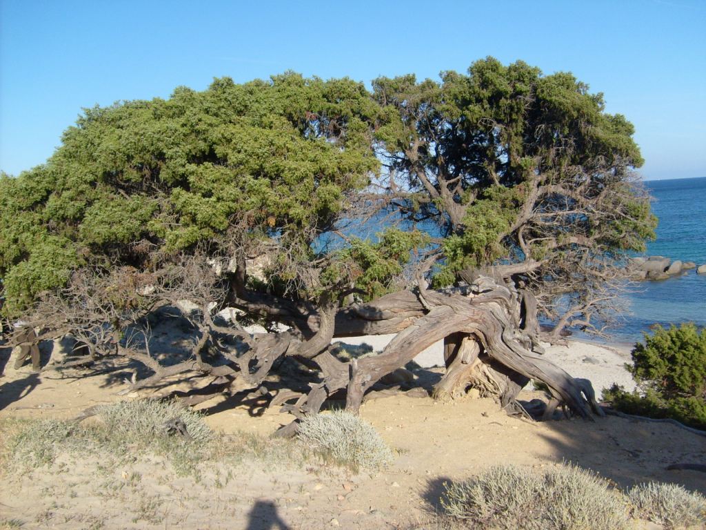 Catálogo de flora autóctona Juniperus.JPG_200899112251_juniperus