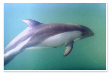 .::Delfín Austral o Atlántico::. Australis