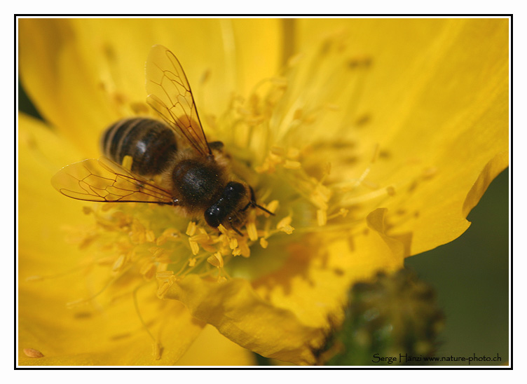 Chaine d'images Abeille-fleur-jaune