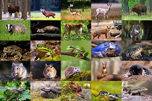 Les animaux et vous ! Animal-pictures