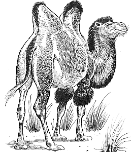 Compagnon Animal Camel