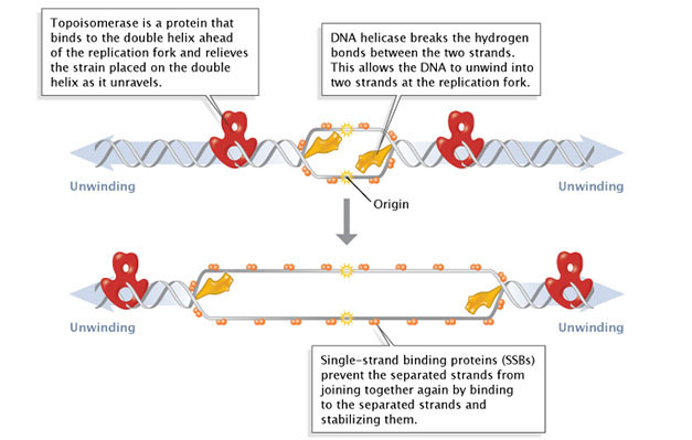 DNA replication of eukaryotes  4699_90